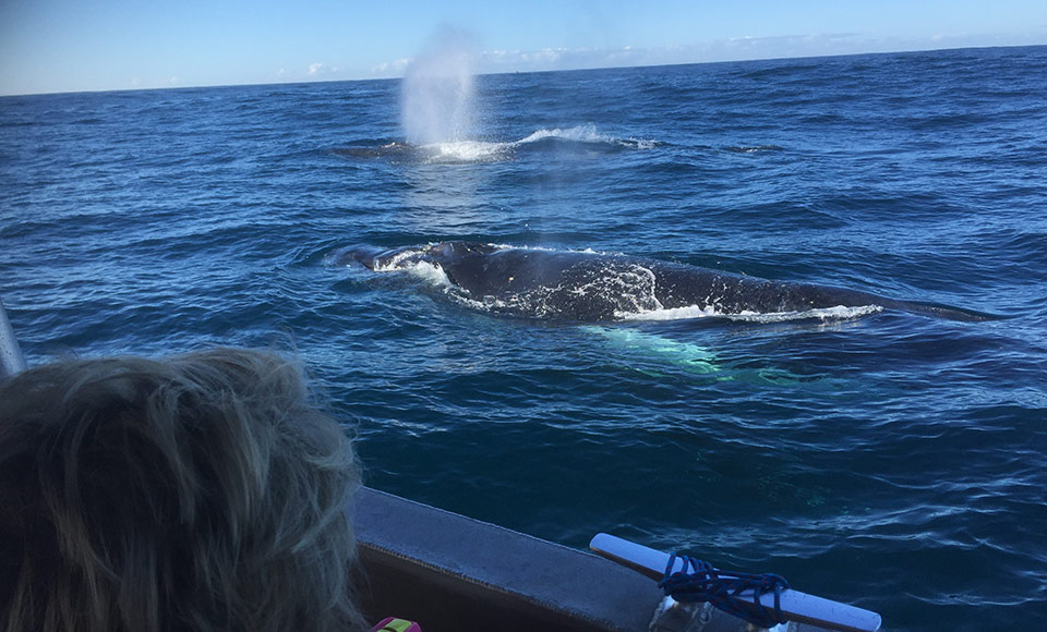 Take a trip of a lifetime on-board a majestic 2.5 Hour Sydney Whale Watching Cruise with Harbourcat Cruises...